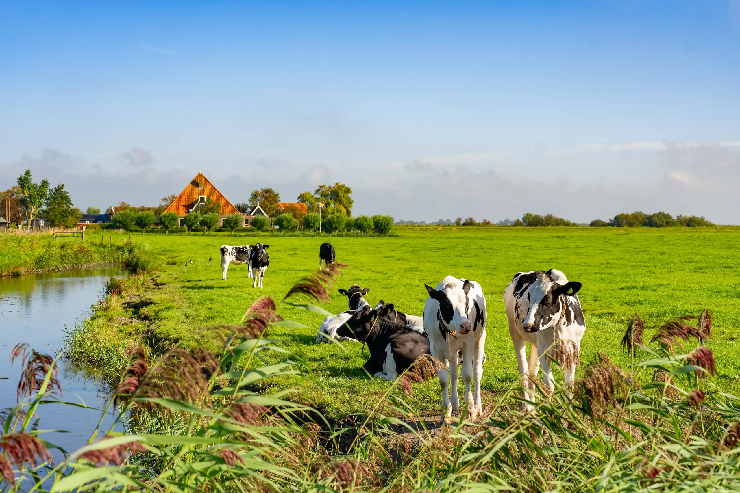 Koeien op een groen weiland